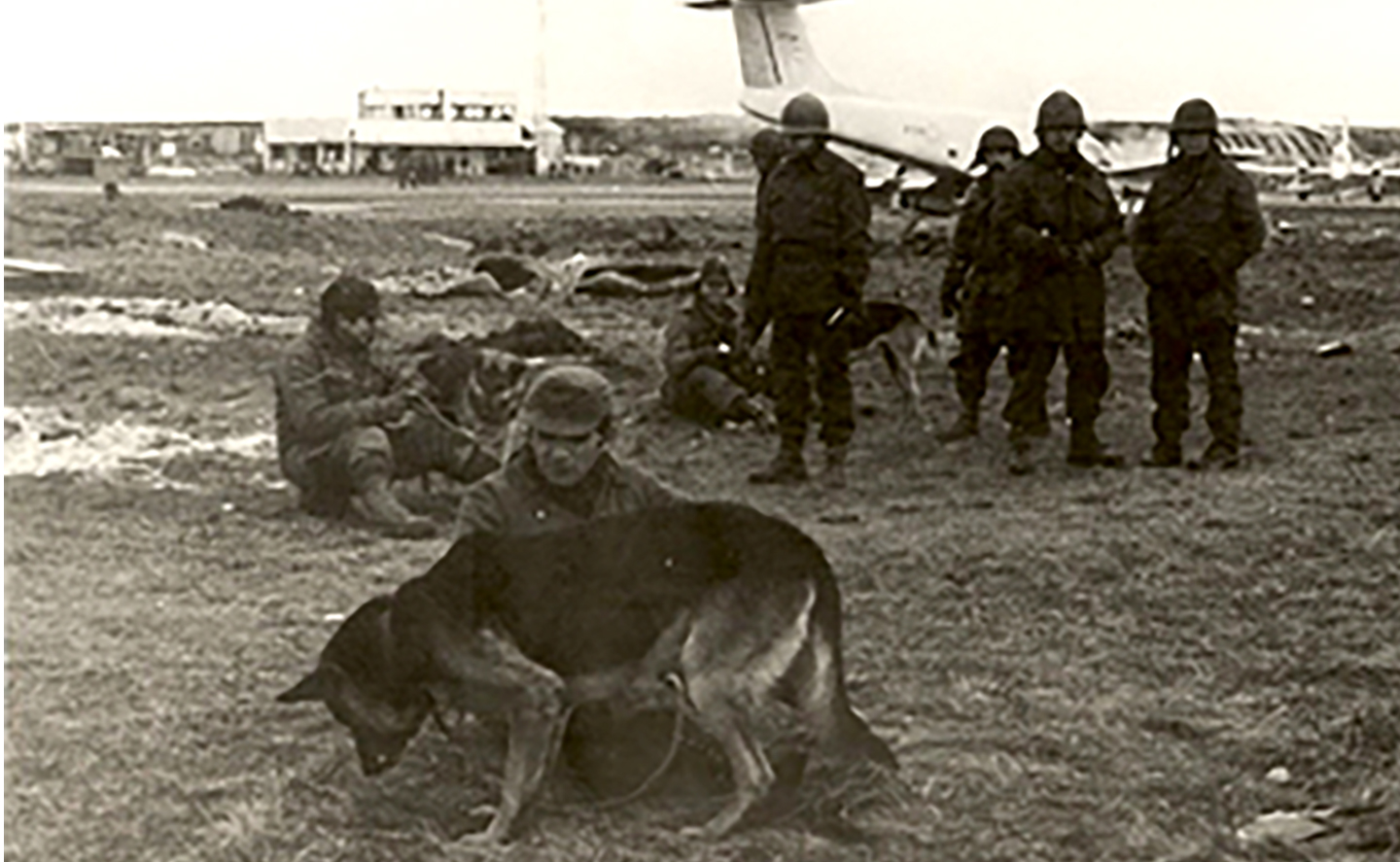 Perros de Guerra en Malvinas
