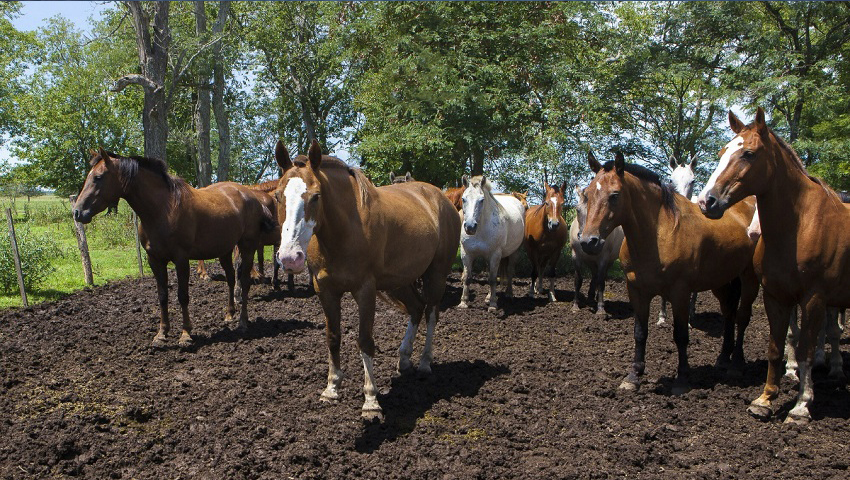 Encefalitis equina del oeste: síntomas y prevención